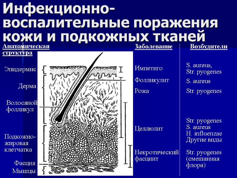 Инфекционно-воспалительные поражения кожи и подкожных тканей Анатомическая структура Эпидермис Дерма Волосяной фолликул Подкожно-жировая клетчатка